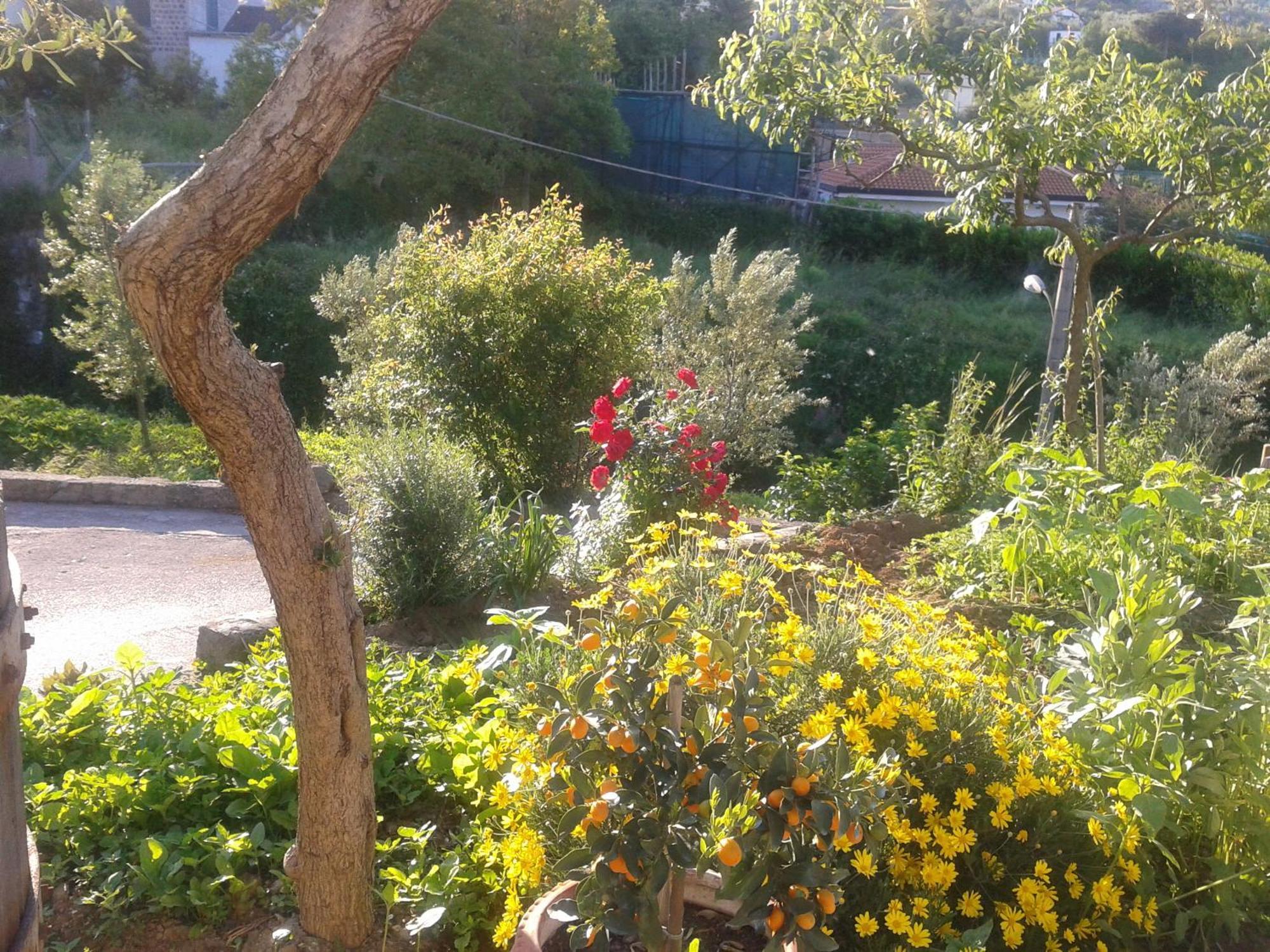 Il Cottage B&B Massa Lubrense Kültér fotó
